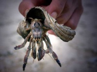 image of hermit_crab