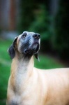 image of great_dane