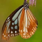 image of animal