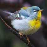 image of bird