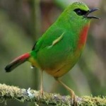 image of bird