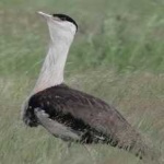 image of bird