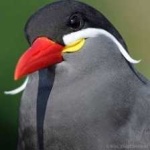 image of bird