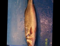 image of fish