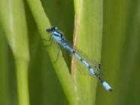 image of damselfly