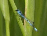 image of damselfly #28