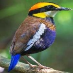 image of bird