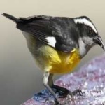 image of bananaquit #32