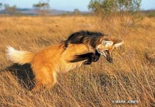 image of red_wolf