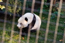 image of animal