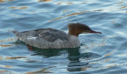 image of red_breasted_merganser
