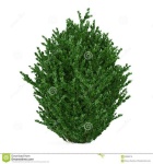 image of bush