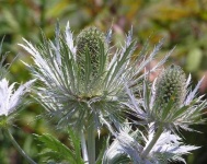 image of alpine_sea_holly #35