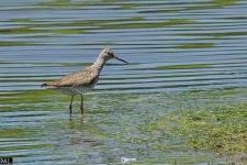 image of redshank