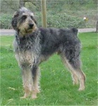 image of giant_schnauzer