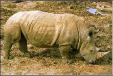 image of rhino