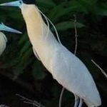 image of bird