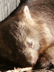 image of wombat