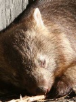 image of wombat #20