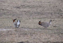 image of prairie_chicken