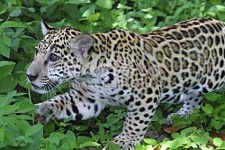 image of jaguar_car