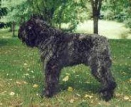 image of bouvier_des_flandres
