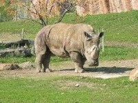 image of rhino