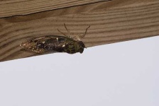 image of cicada