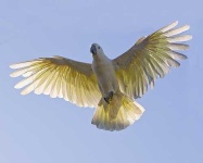 image of sulphur_crested_cockatoo #5