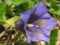 image of flower