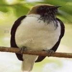 image of bird