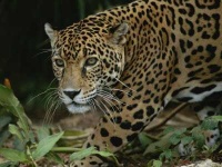 image of jaguar_car