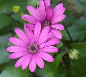 image of flower