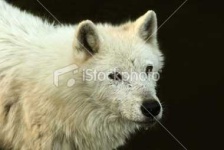 image of white_wolf
