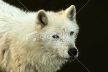 image of white_wolf #30