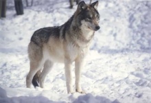 image of timber_wolf