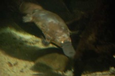 image of platypus