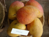 image of fruit_and_vegetable