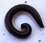 image of animal