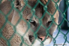 image of cougar