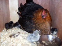 image of hen