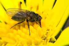 image of fly