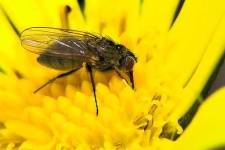 image of insects #8