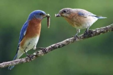 image of bluebird