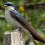 image of bird
