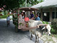 image of oxcart
