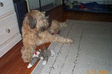 image of wheaten_terrier #11