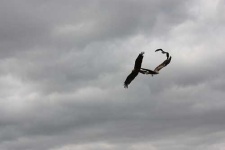 image of kite