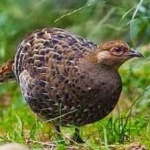 image of bird