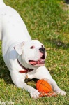 image of animal